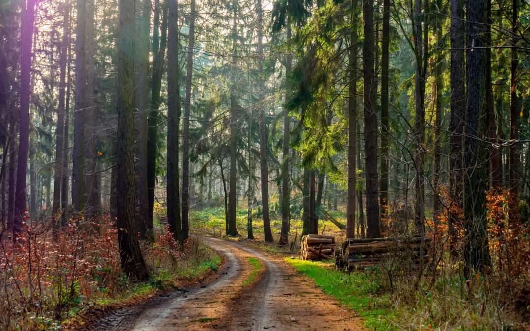 Przyroda Małopolski – parki krajobrazowe i rezerwaty przyrody