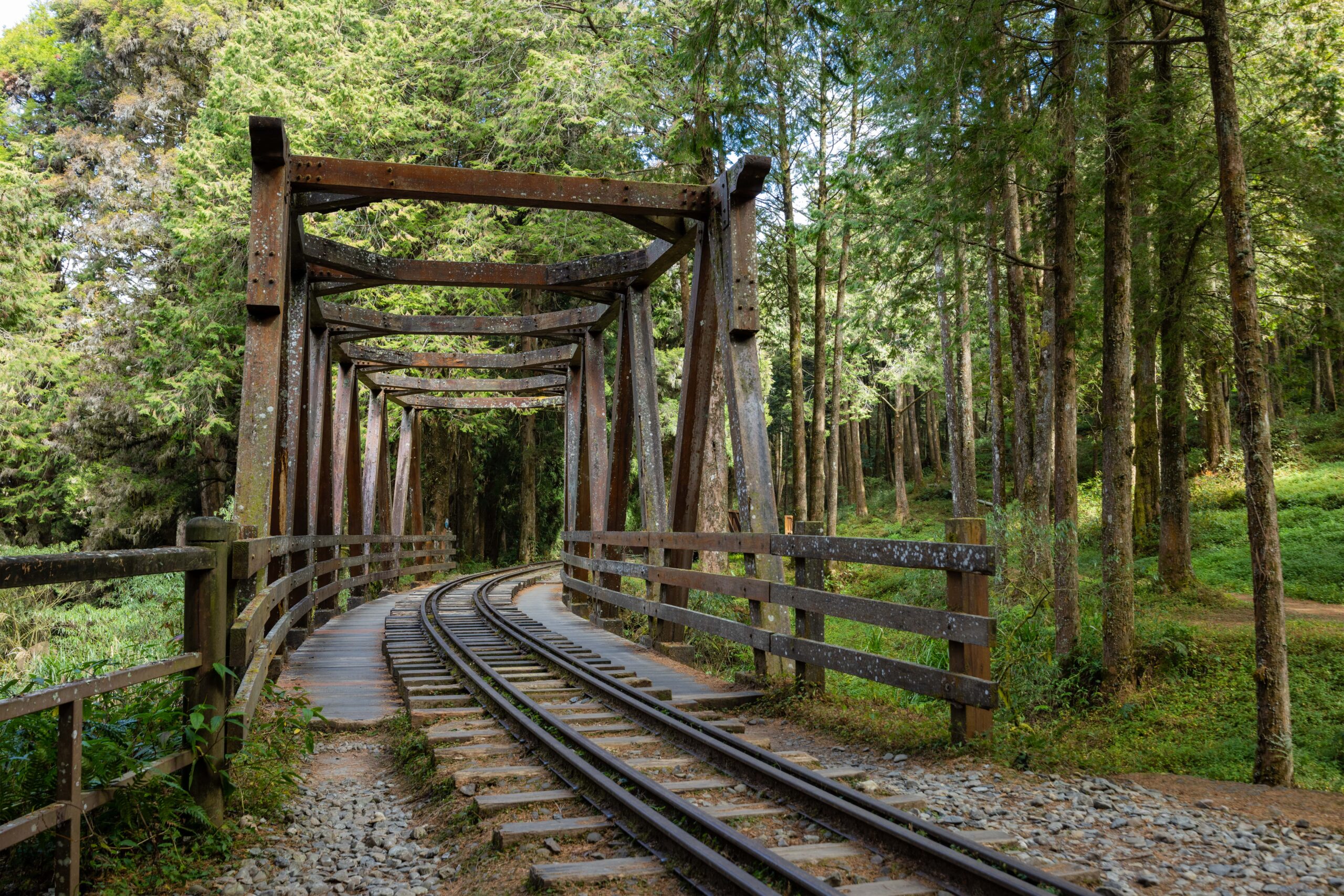 tory_kolejowe_w_lesie