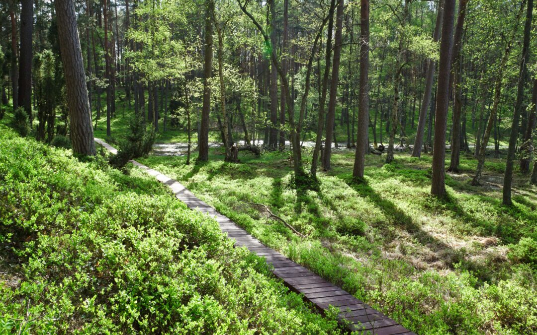 Gorczański Park Narodowy – szlaki, atrakcje i bilety