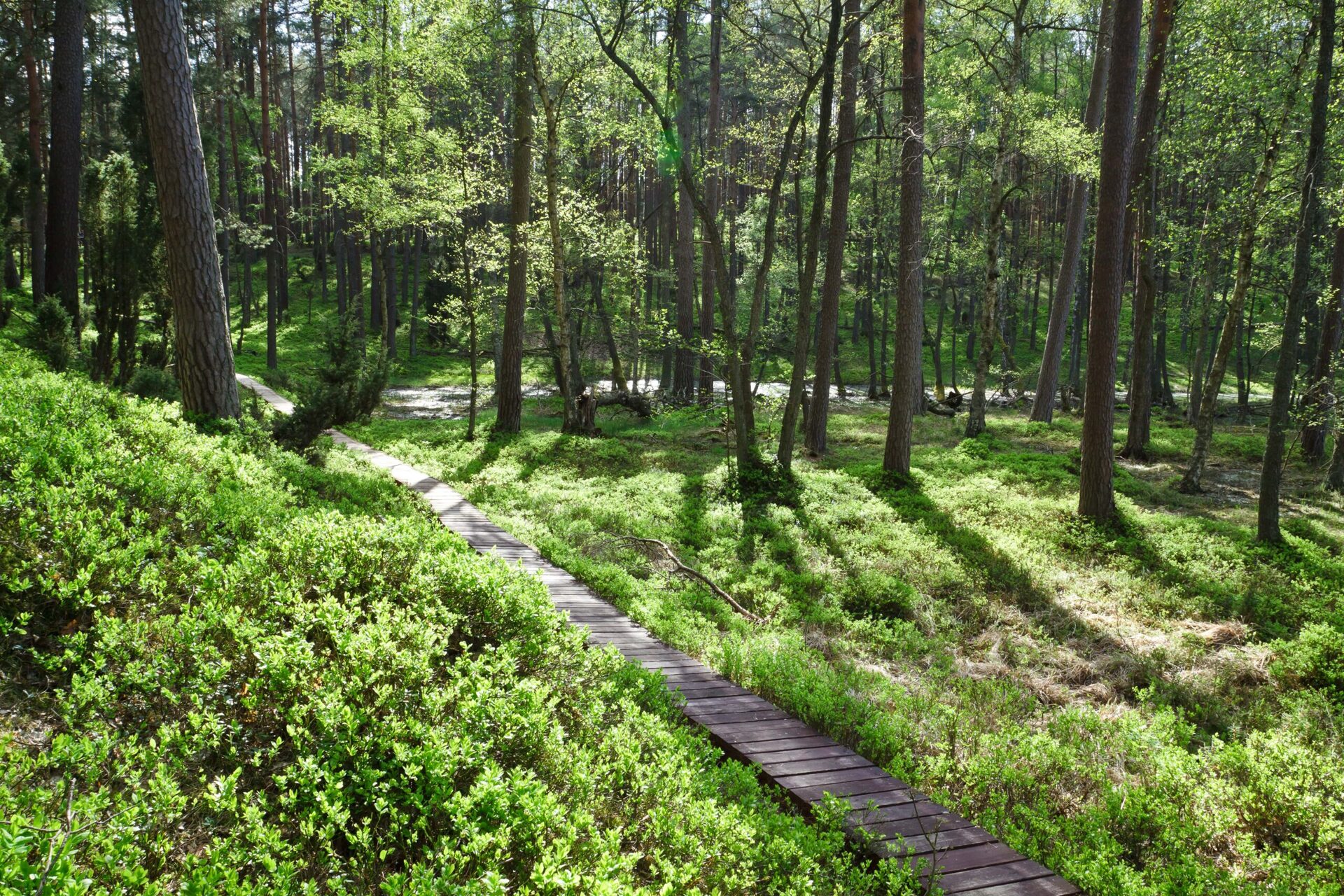 Gorczański Park Narodowy – szlaki, atrakcje i bilety